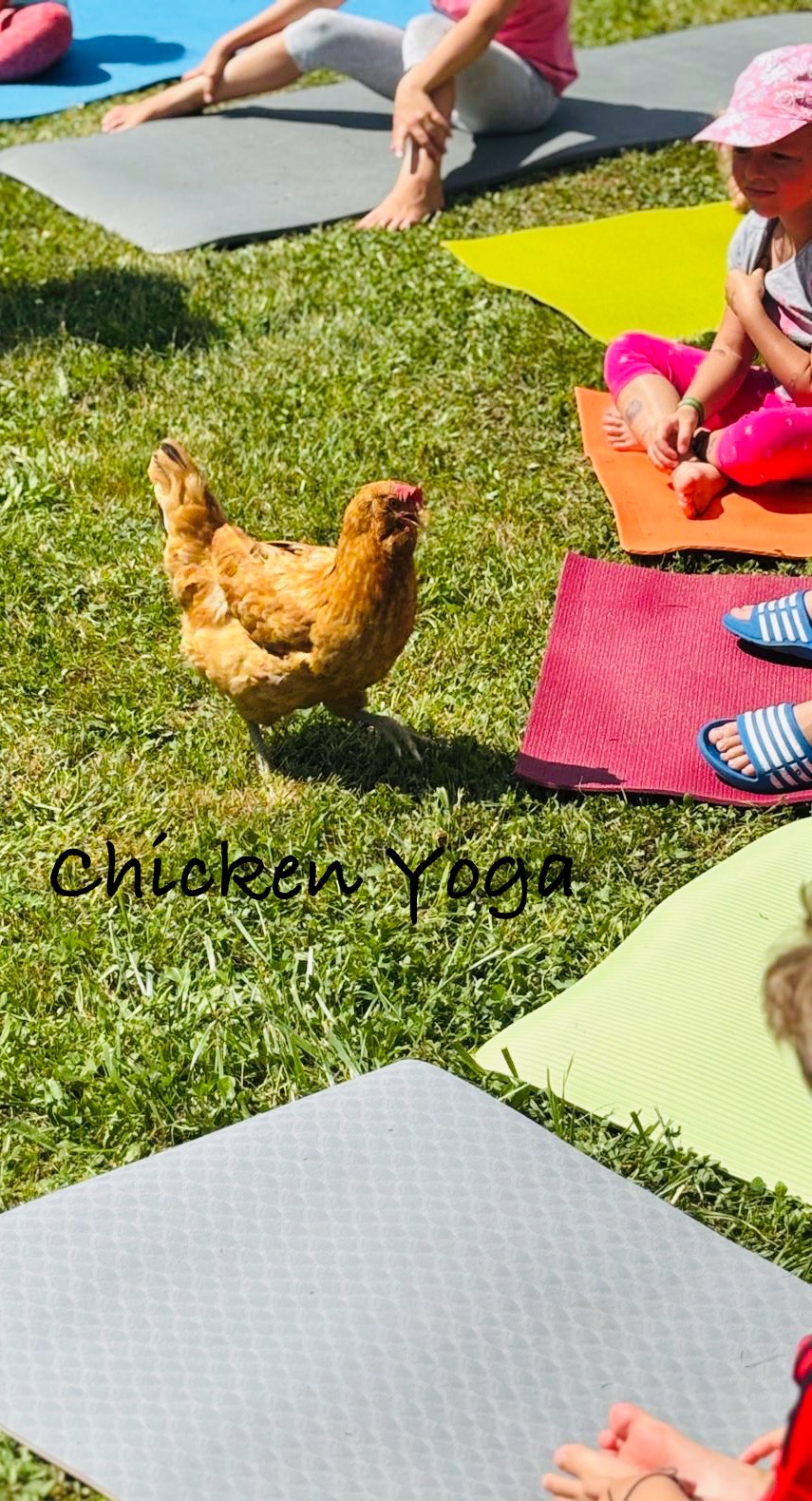 Chicken Yoga